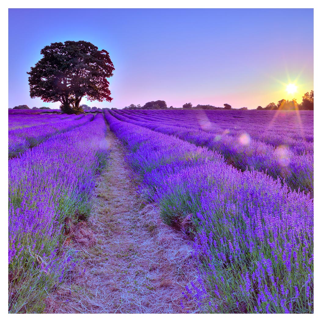 Glasbild Sonne levandeo Landschaft Lavendel Wandbild 30x30cm Glas Deko Feld