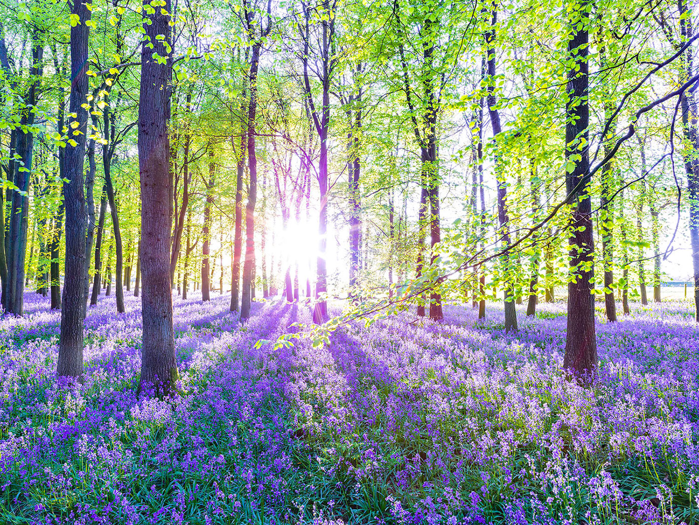 Leinwandbild 80x60cm Wald Natur Lavendel Echtholz Keilrahmen Wanddeko Wandbild
