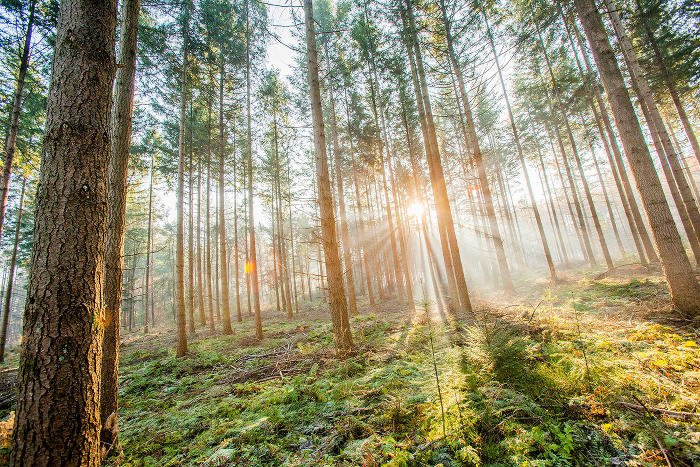 Leinwandbild 80x60cm Wald Natur Landschaft Echtholz Keilrahmen Wanddeko Wandbild