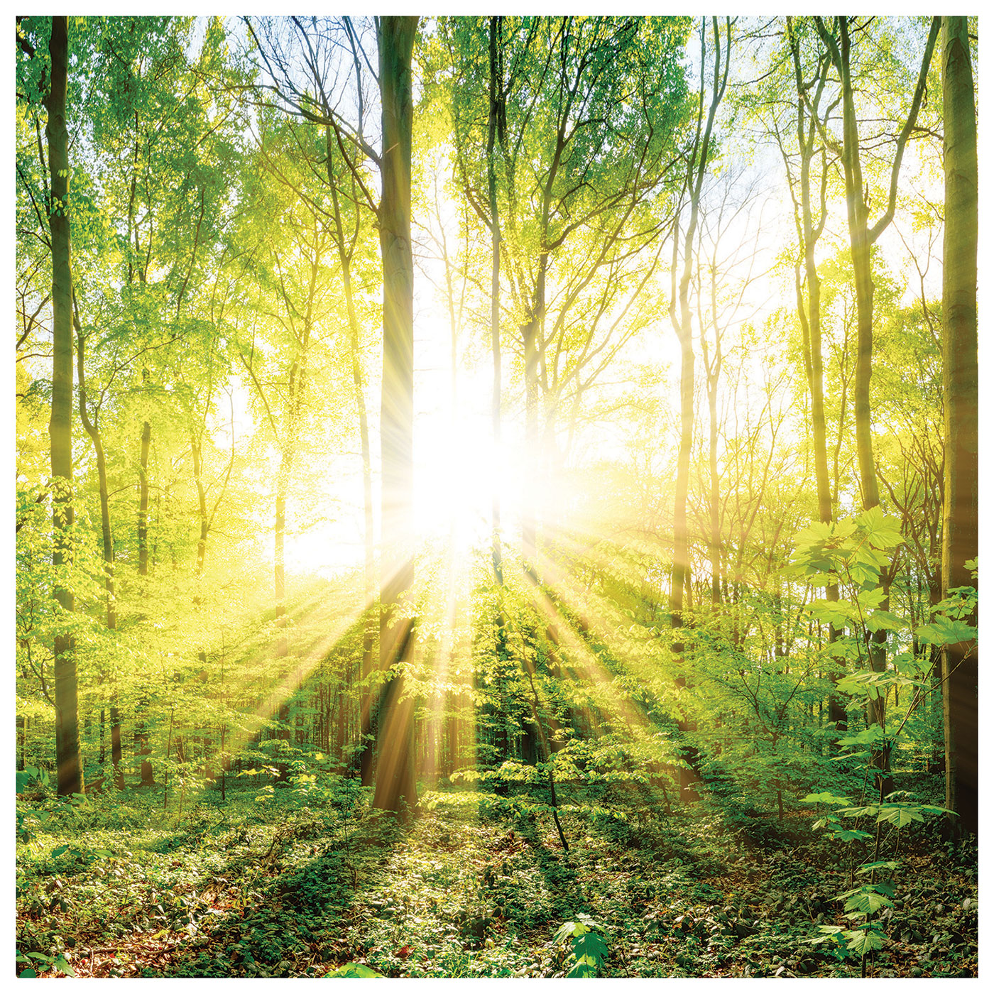 3er Set Wandbild je 30x30cm Glasbild Wald Natur Sonne Landschaft Wanddeko Baum