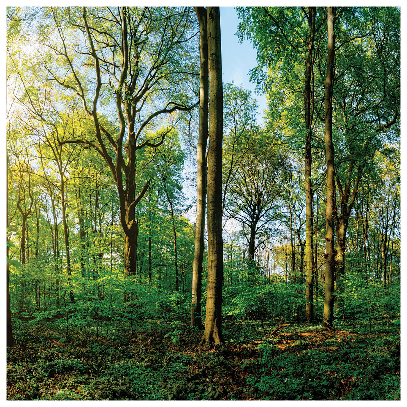 3er Set Wandbild je 30x30cm Glasbild Wald Natur Sonne Landschaft Wanddeko Baum