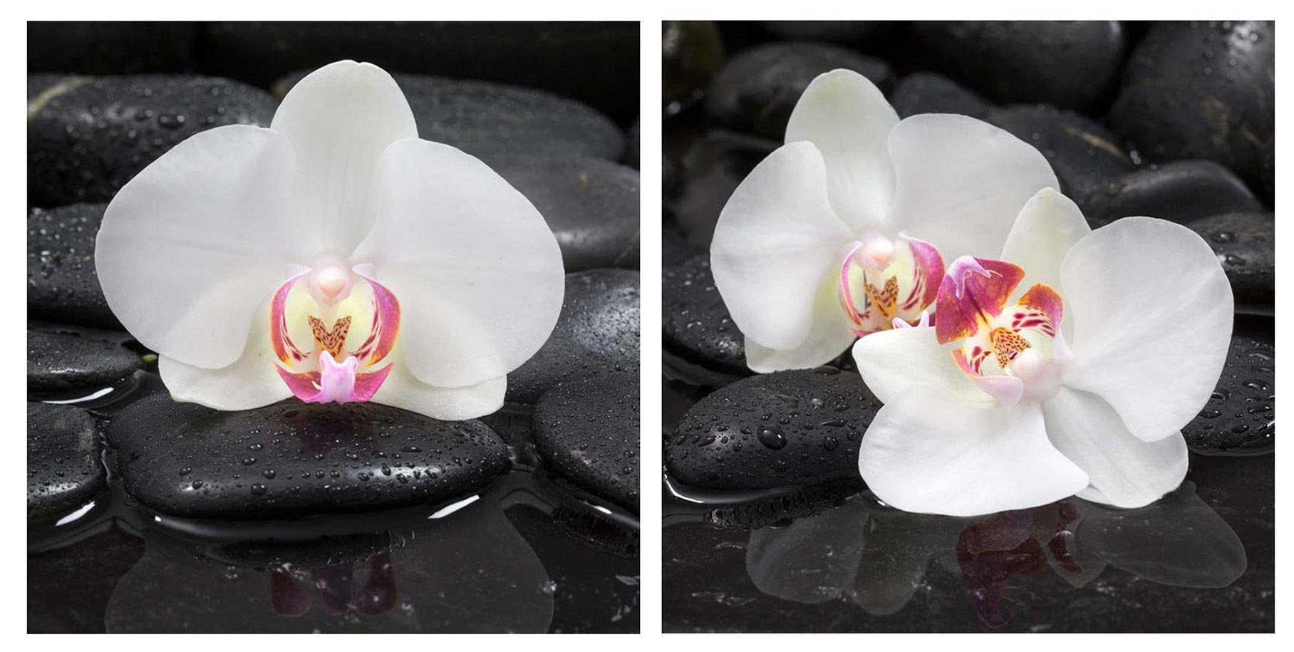 levandeo Glasbild 2er Set je 30x30cm Wandbild Glas Orchideen Blume Steine