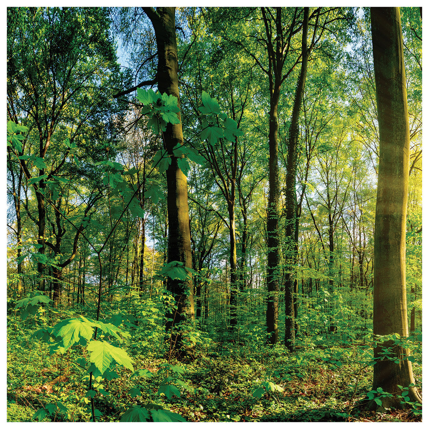 3er Set Wandbild je 30x30cm Glasbild Wald Natur Sonne Landschaft Wanddeko Baum