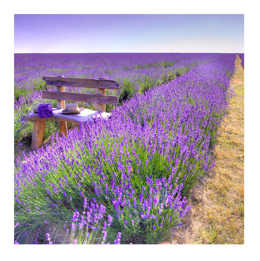 levandeo Glasbild 30x30cm Wandbild Glas Lavendel Feldweg Landschaft Deko