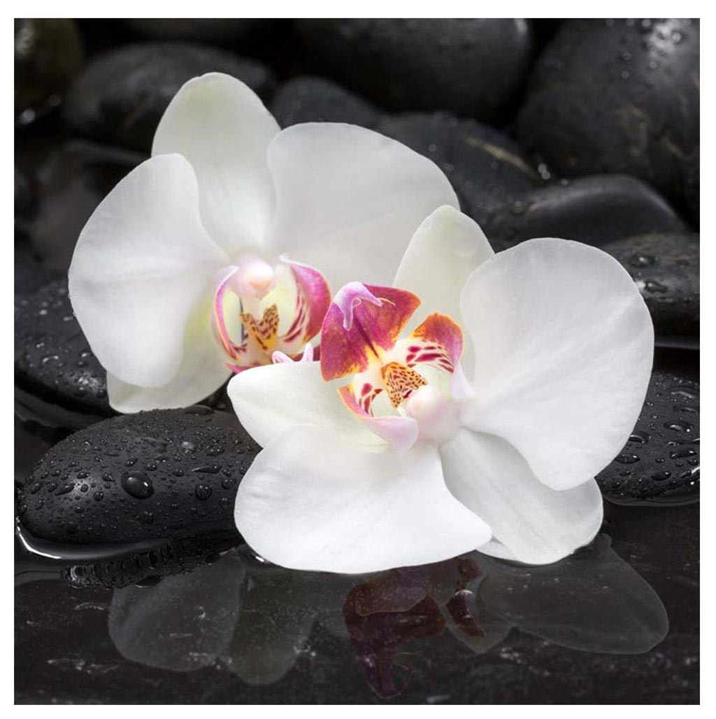 levandeo Glasbild 30x30cm Orchideen Weiß Steine Wellness Blume Wandbild Glas