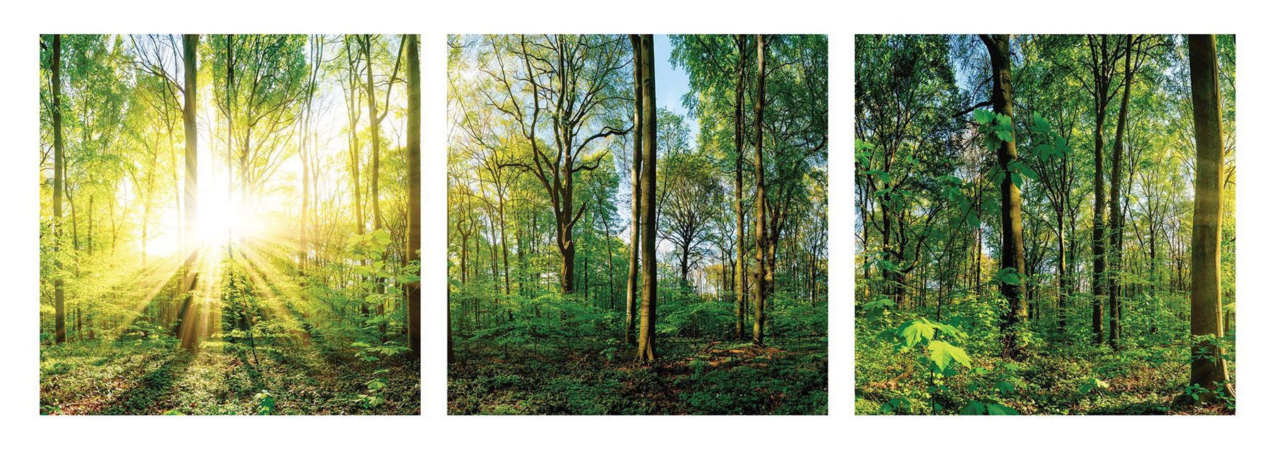 3er Set Wandbild je 30x30cm Glasbild Wald Natur Sonne Landschaft Wanddeko Baum