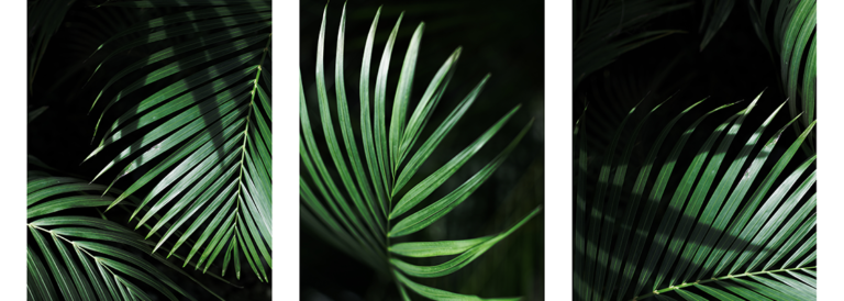 Grünes Palmenblatt. Tropische Pflanzen. Natur, dunkler Hintergrund. Innentriptych.